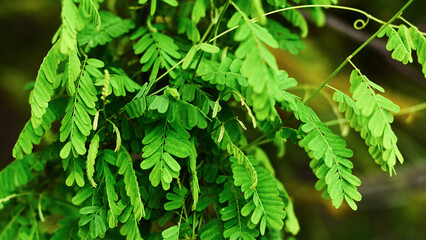 Panoramic dark nature background. Bright Greenery leaves of a tropical plant close-up with selective focus