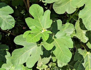 green leaves of a tree