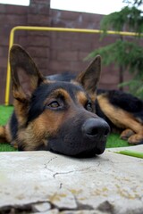Dog on green lawn with bokeh effect, front and back background blurred