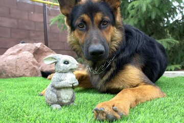 Dog on green lawn with bokeh effect, front and back background blurred