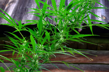 Big beautiful leaves of marijuana close up .