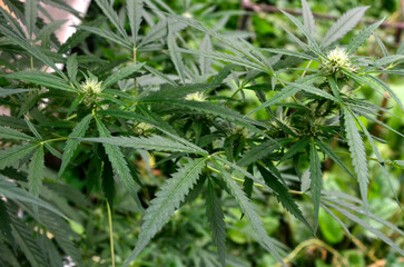 Big beautiful leaves of marijuana close up .