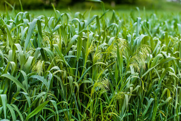 Obraz premium Green spikelets of wheat against a cloudy sky