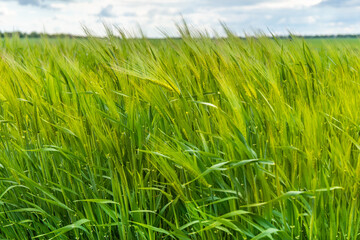 Green spikelets of wheat against a cloudy sky