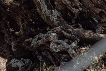 very old olive tree trunk in lefkada greece