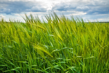 Green spikelets of wheat against a cloudy sky