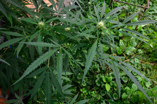 Big beautiful leaves of marijuana close up .