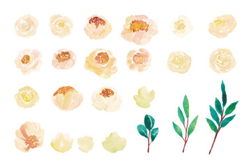 Watercolor flowers white peony isolated element for wedding invitation decoration