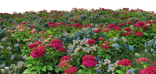 3d render flower garden on white background