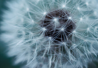 faded blue dandelion flower with seeds. background