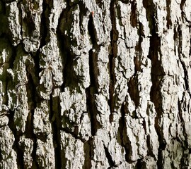 A close view of the old tree bark surface.