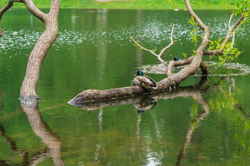 Lake with trees and ducks on a summer day