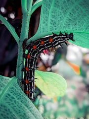 Beautiful Caterpillar on a green plant