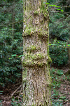 Face in the bark of a tree