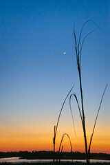 Sunset sea grass silhouette with moon crescent