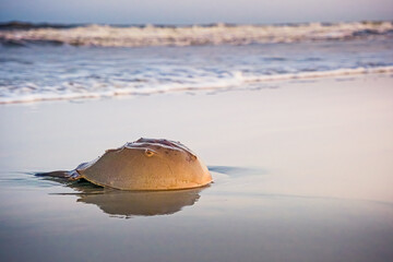 Horseshoe Crab on a beach.