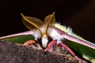 Luna moth close up