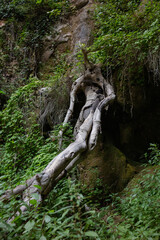 Fototapeta premium tree trunk looking as a person lying in the woods resting