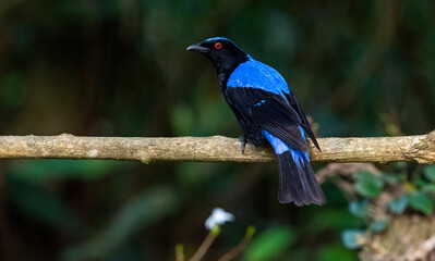 Asian Fairy bluebird