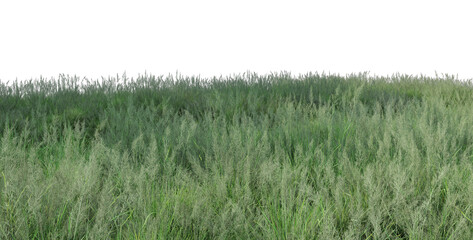 Field of grass flowers on a white background