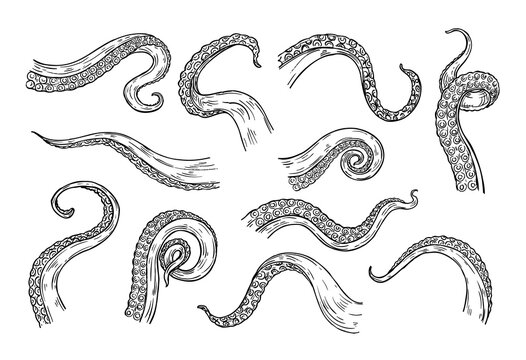 Octopus tentacles engraving. Hand drawn tentacle of underwater squid animal, sketch kraken or Cthulhu arms with sucker rings