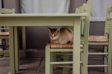 cat hiding under the retro vintage table of a restaurant in the streets of lefkas town in greece during summer vacation © Ondrej Hlavin