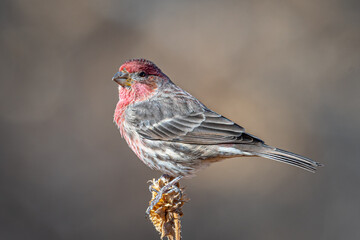 Male House Finch