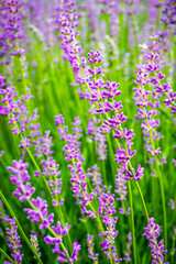 Obraz premium Lavender flowers. Bunch of scented flowers in the lavanda fields 