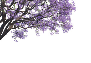 Obraz na płótnie Canvas Tree Branches White background