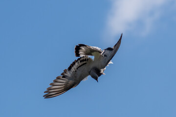 Takla Tauben in Action