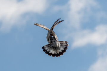 Takla Tauben in Action