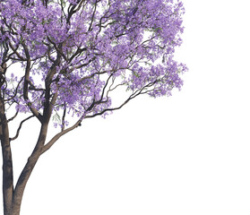Fototapeta premium Tree Branches White background
