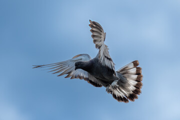 Takla Tauben in Action