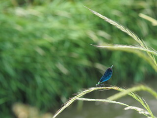 a blue dragonfly sitting on the grass with its wings raised nicely