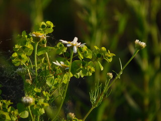 małe kwiatki memo kartka