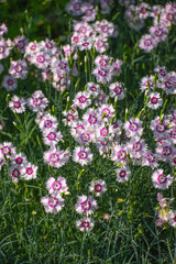White-pink chinese carnation in gardens after rain on a summer day. 