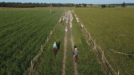 defaultBois Nelores, no curral. Gado na mangueira, gado nelore. Boi Nelore, Vaca Nelore, Garrote,...
