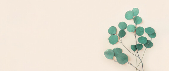 Eucalyptus branches on a beige background. Place for text. Green eucalyptus leaves isolated on neutral color. Floral layout. Horizontal banner mockup. Eucalyptus gunnii Silver Drop. Flat lay Top View