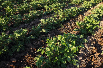 Rows of young potato sprouts in a deepened bed in the croft plot. © Maryna