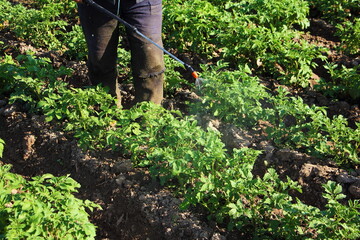 A man sprays Colorado potato beetle larvae on the leaves of young potatoes with a special solution. Pests in agriculture.