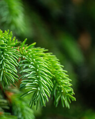 Background of Christmas tree. Young branch spruce, pine tree