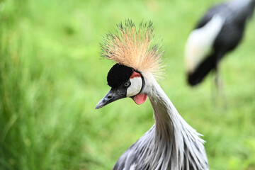 animaux parc environnement planete nature grue couronnée