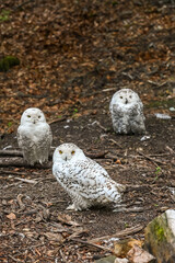 animaux parc environnement planete nature Harfang des neiges rapace