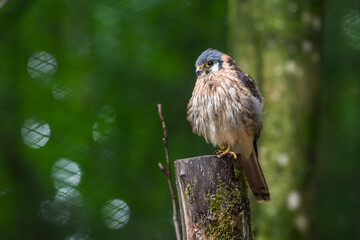 animaux parc environnement planete nature crecelle amerique
