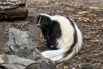 animaux parc environnement planete nature Mouffette