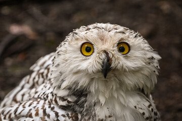 animaux parc environnement planete nature Harfang des neiges rapace