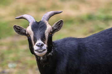 animaux parc environnement planete nature chevre