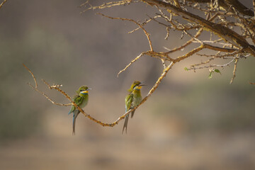 Bee eaters perching on a branch