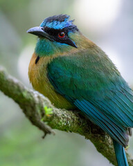 Lesson's motmot closeup