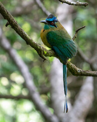 Lesson's Motmot perched on a branch in Monteverde, Costa Rica